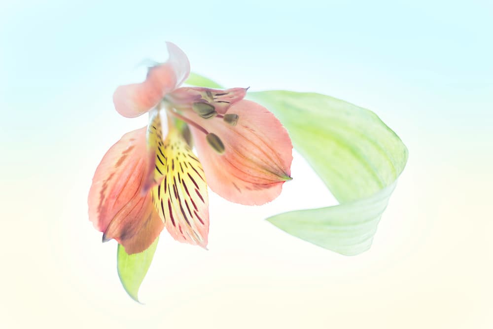 Luminous Peach Flower by Greetje van Son — canvas wall art