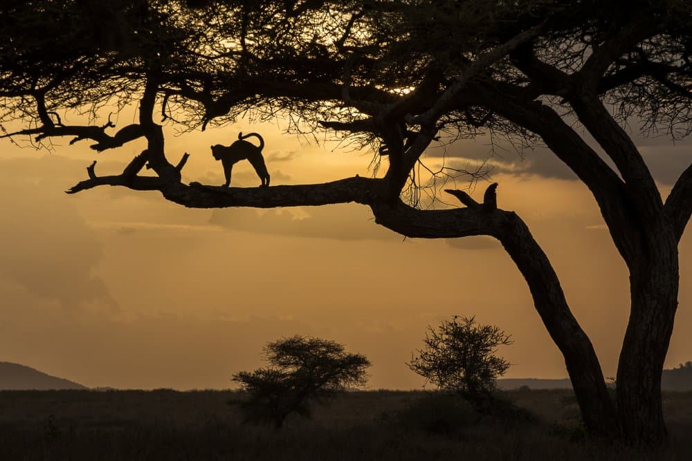 Leopard Sunset Silhouette by Dan Mirica — canvas wall art