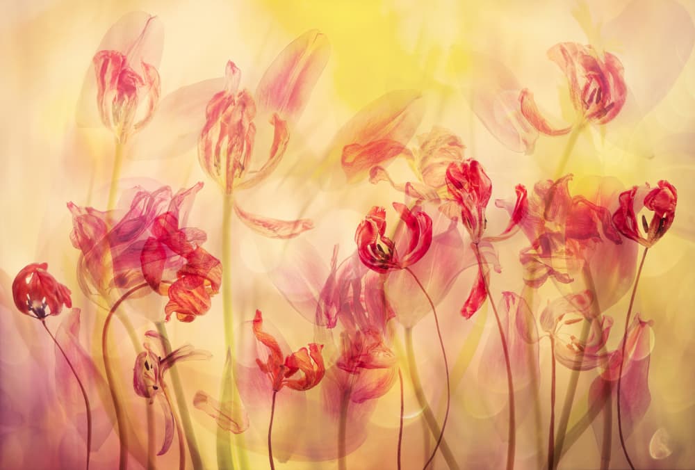 Vibrant Dreamy Tulips by Hilda van der Lee — canvas wall art