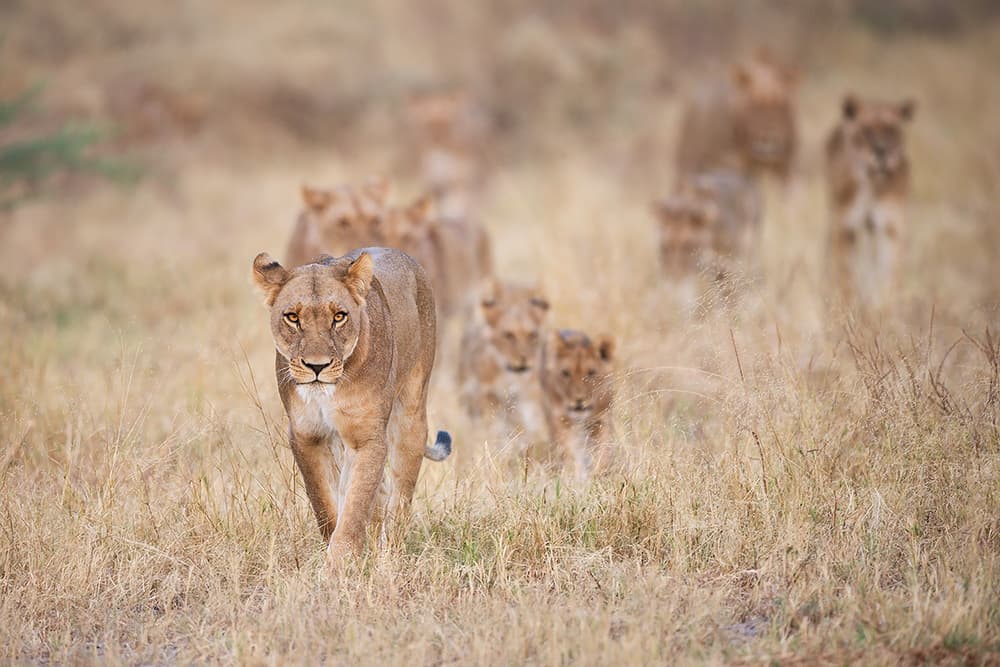 Lioness Leading Her Pride by Marco Pozzi — canvas wall art
