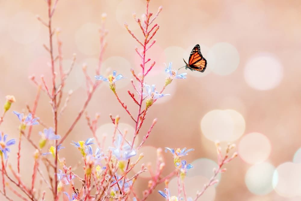Dreamy Butterfly and Flowers by ZY Zhang — canvas wall art