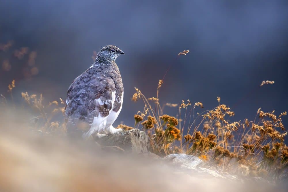 Alpine Ptarmigan by Marco Redaelli — canvas wall art