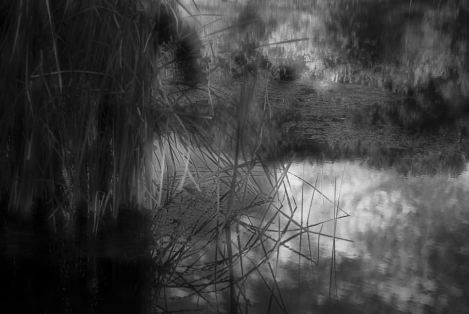 Reeds in Reflection by Codrin Lupei — canvas wall art