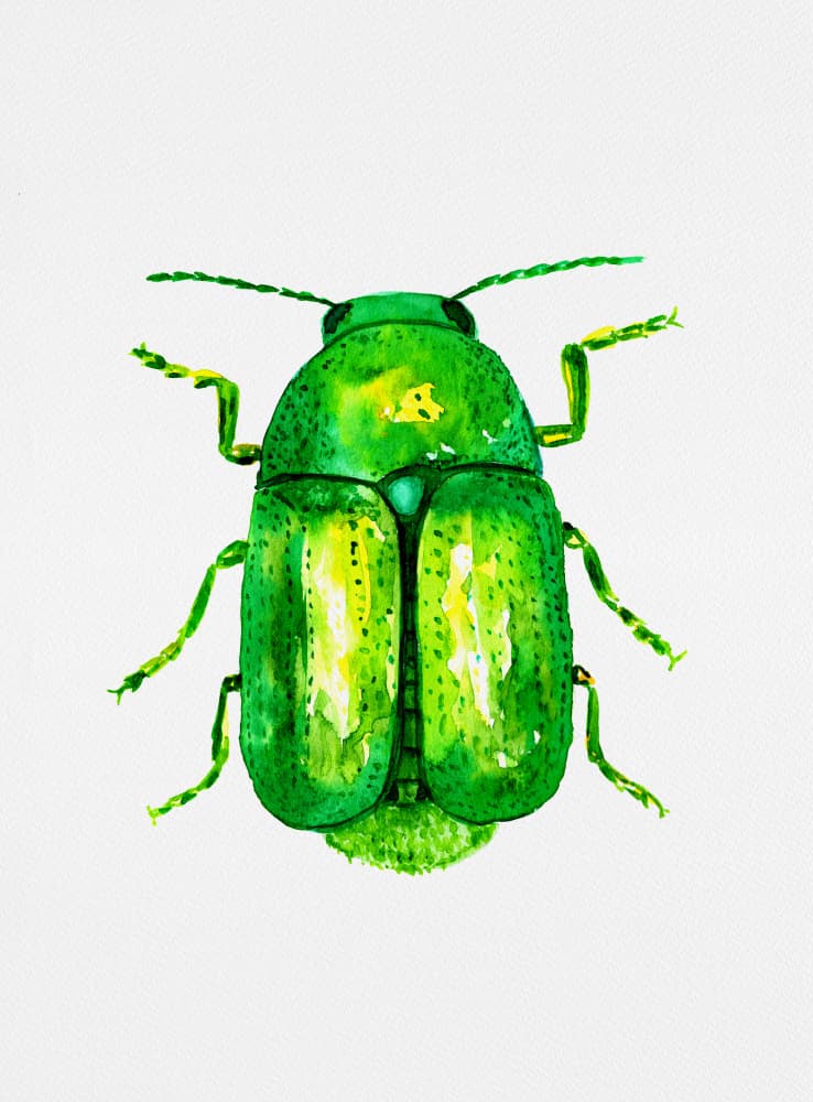 Vibrant Green Beetle by Kata Botanical — canvas wall art