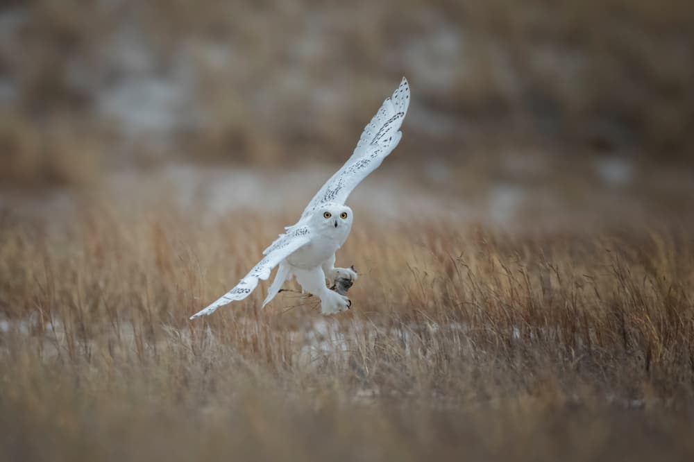 Snowy Owl Hunt by Max Wang — canvas wall art