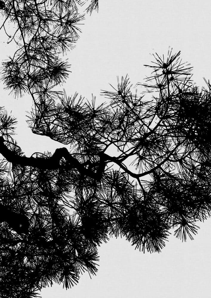 Pine Branch Silhouette by Orara Studio — canvas wall art