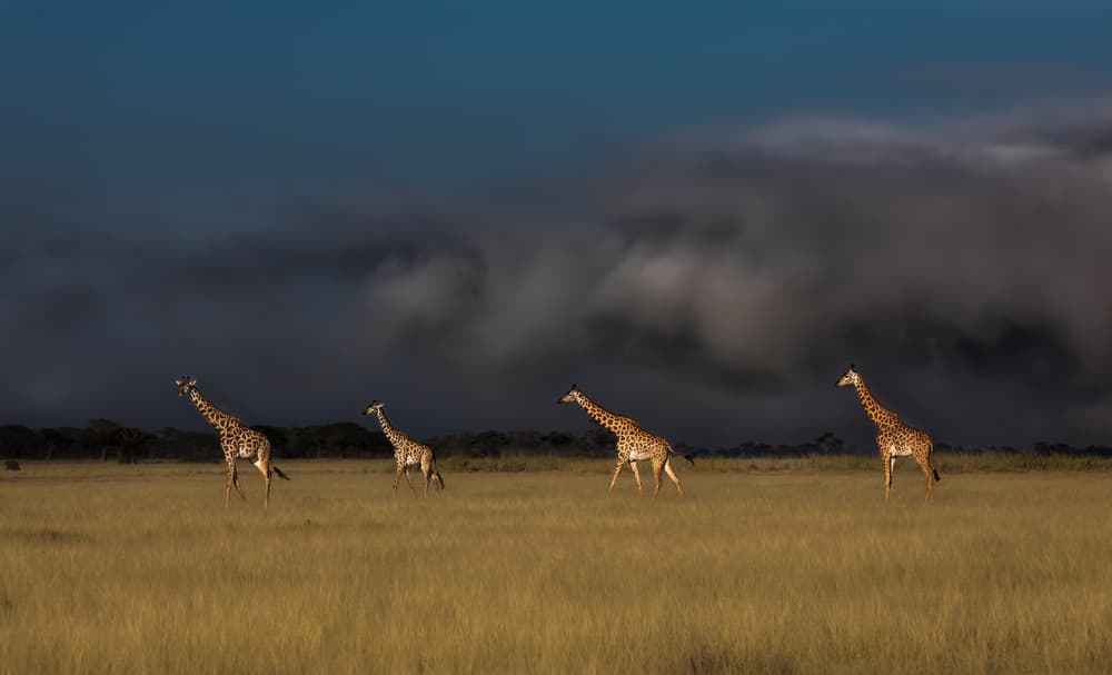 Majestic Giraffes African Plains by Siyu_Wei APA — canvas wall art