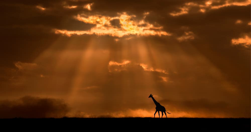 African Sunset Giraffe by Xavier Ortega — canvas wall art