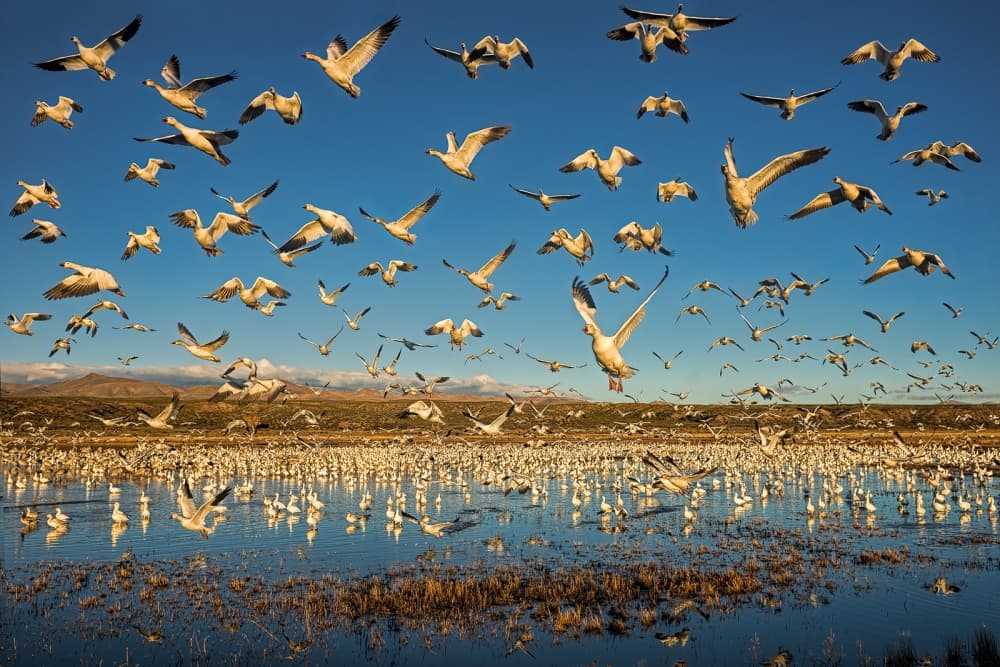 Snow Geese Flight by John Fan — canvas wall art