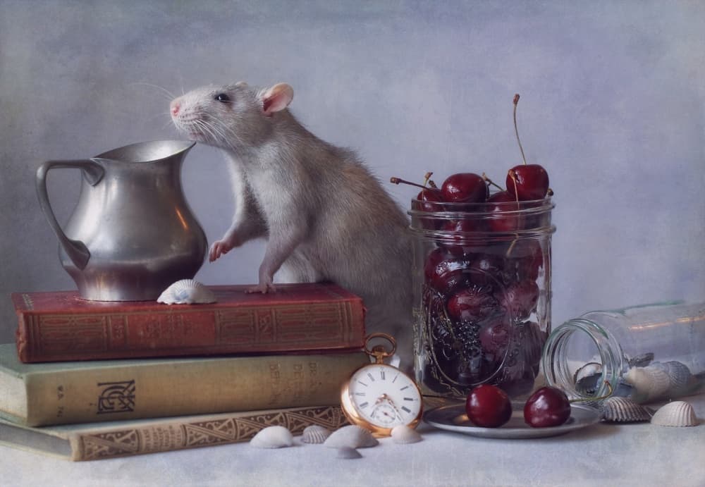 Curious Rat Still Life by Ellen van Deelen — canvas wall art