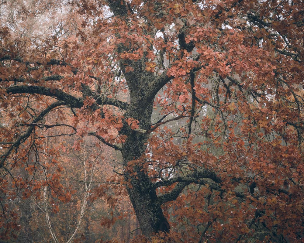 Misty Autumn Tree by Hamed Bank — canvas wall art
