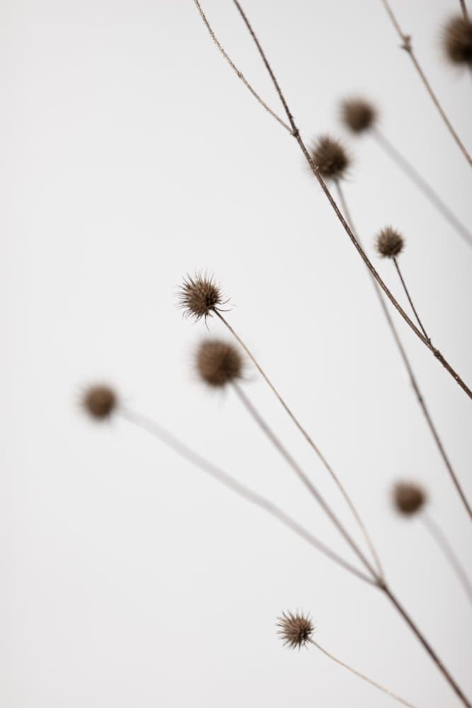 Earthy Seed Heads by Pictufy Studio III — canvas wall art