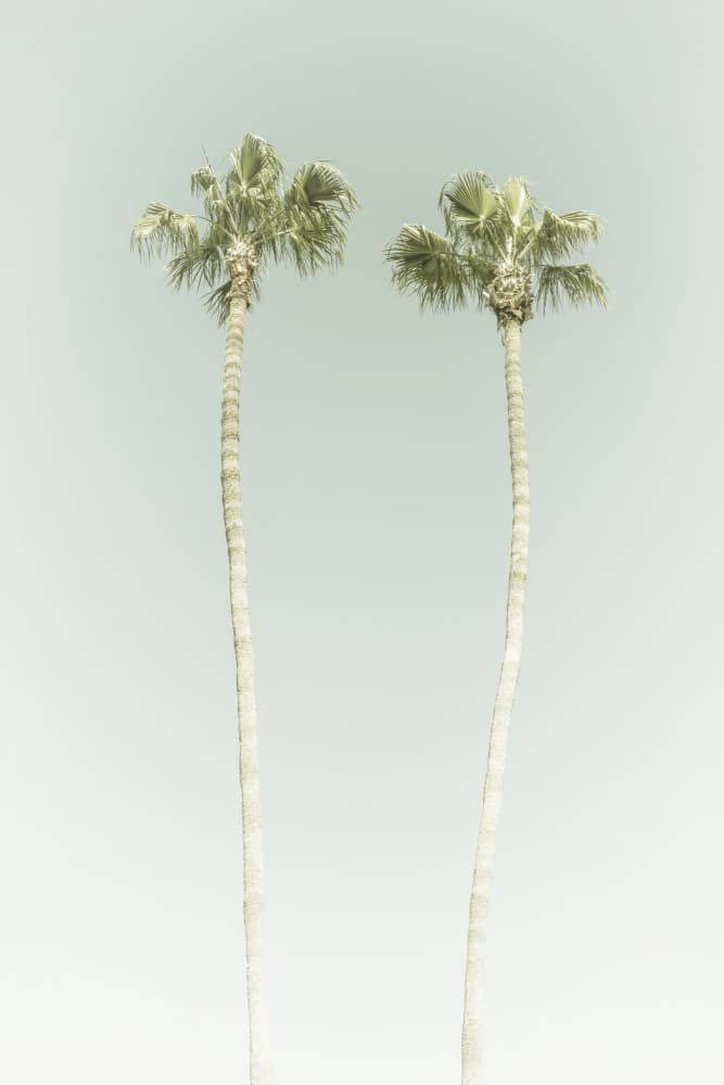 Twin Palm Trees by Melanie Viola — canvas wall art