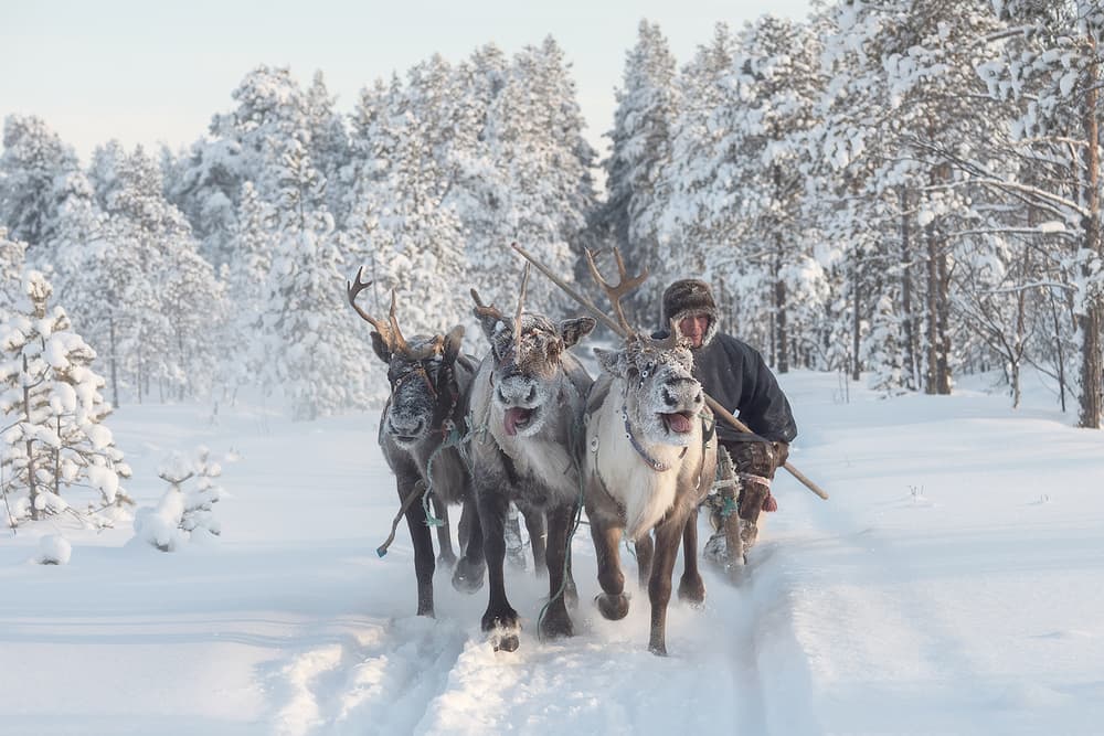 Winter Reindeer Run by Marcel Rebro — canvas wall art
