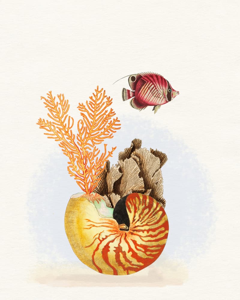 Nautilus Reef Life by Wild Violets — canvas wall art