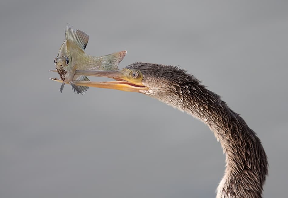 Anhinga Catches Fish by Alfred Forns — canvas wall art