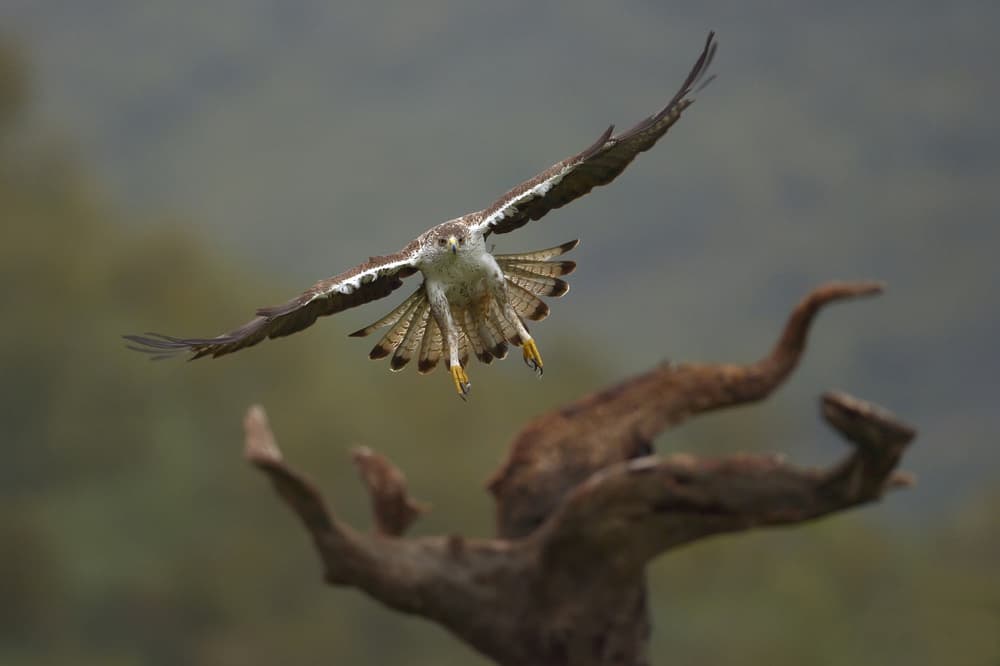 Majestic Bird Landing by Rayco — canvas wall art
