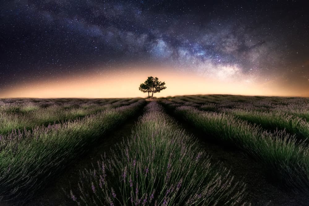 Starry Lavender Night by Iván Ferrero — canvas wall art