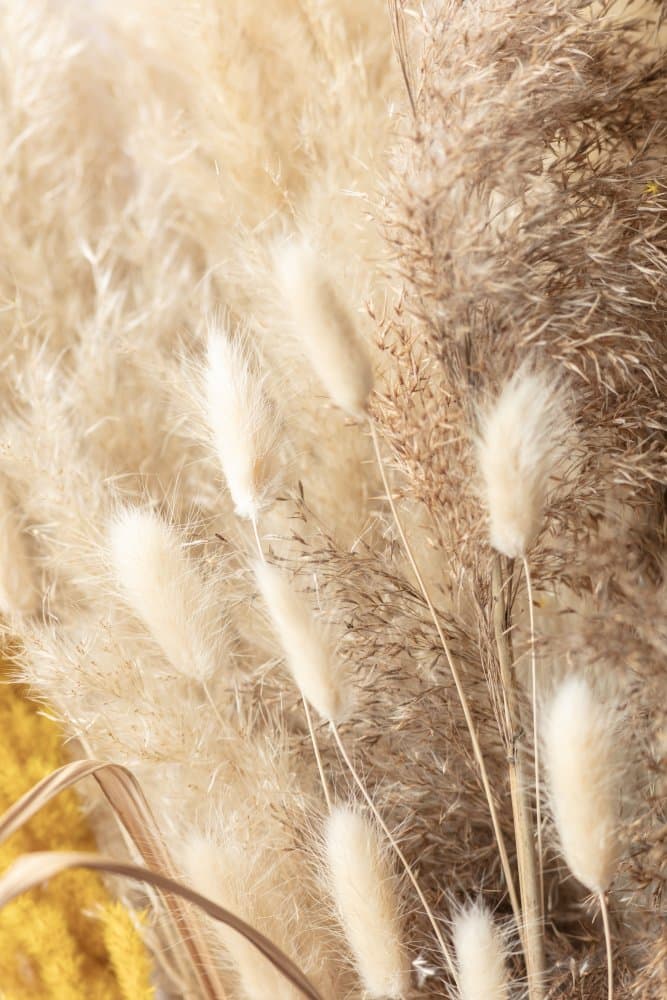 Fluffy Pampas Plumes by Pictufy Studio III — canvas wall art