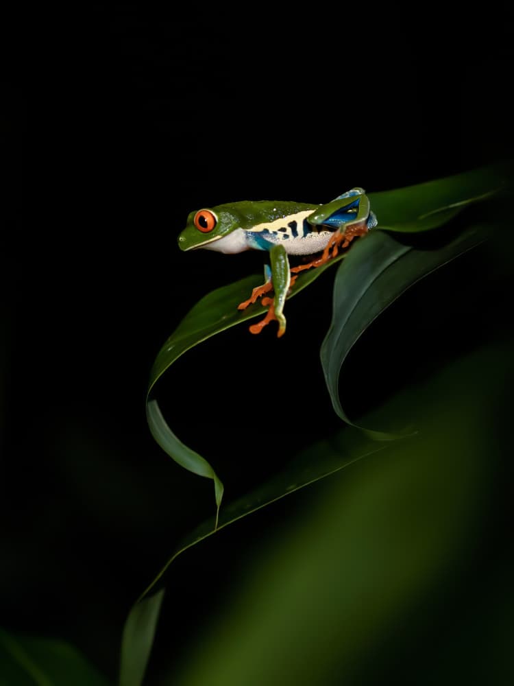 Vivid Red Eyed Frog by Xiaohong Zhang — canvas wall art