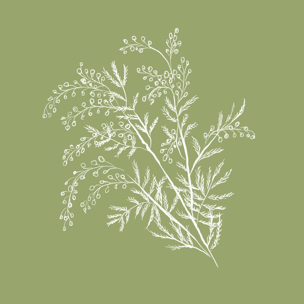 Acacia Botanical Branch by Anis Illustration — canvas wall art
