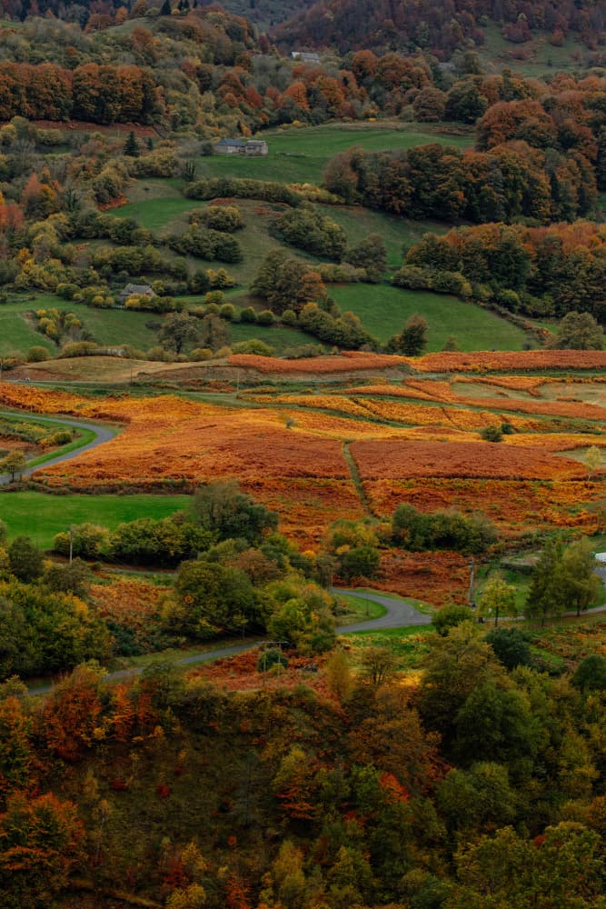 Winding Autumn Road by Javier Pardina — canvas wall art