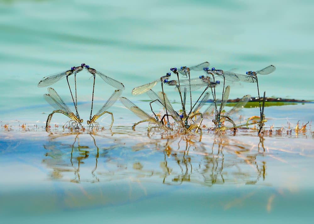 Mating Damselflies Reflections by Rob Li — canvas wall art
