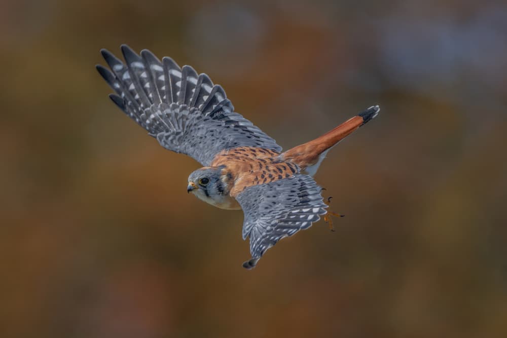 American Kestrel In Flight by Max Wang — canvas wall art