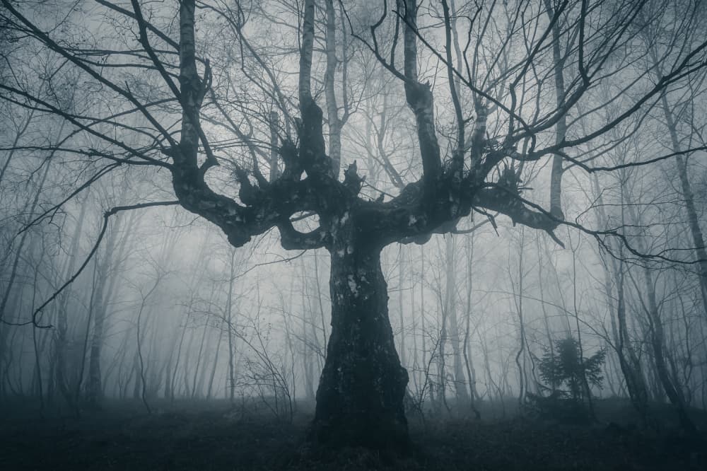 Mysterious Foggy Forest by Eduard Andrica — canvas wall art