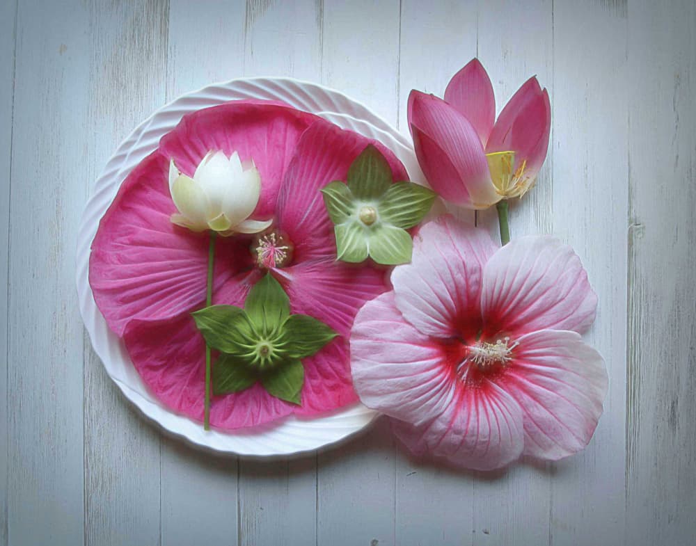Elegant Pink Flowers by Fangping Zhou — canvas wall art