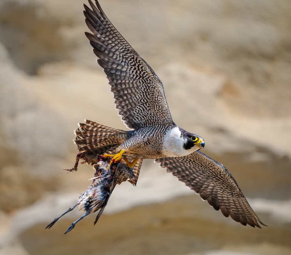 Flying Falcon With Prey by Allen SDCA — canvas wall art