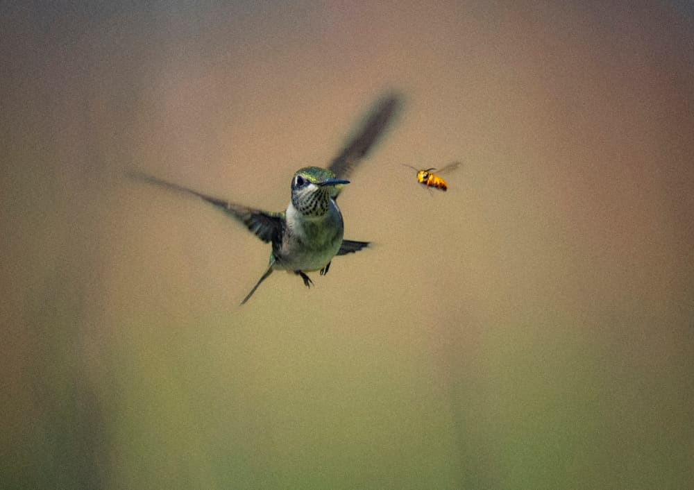 Hummingbird Meets Wasp by Yu Cheng — canvas wall art