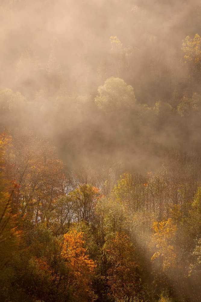 Misty Autumn Forest by Norbert Maier — canvas wall art