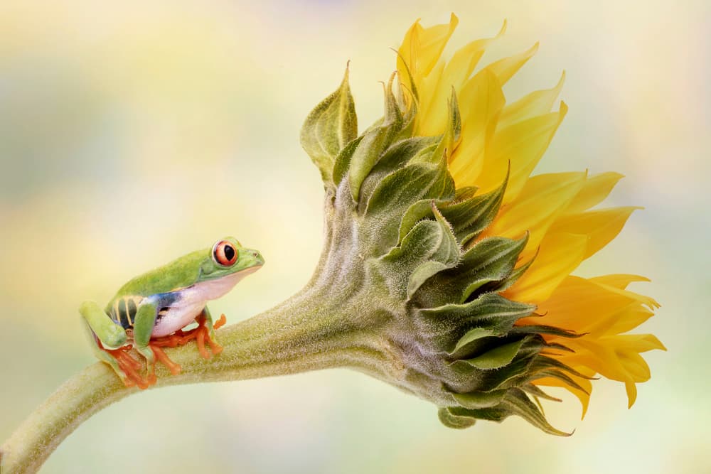 Frog On Sunflower by Linda D Lester — canvas wall art