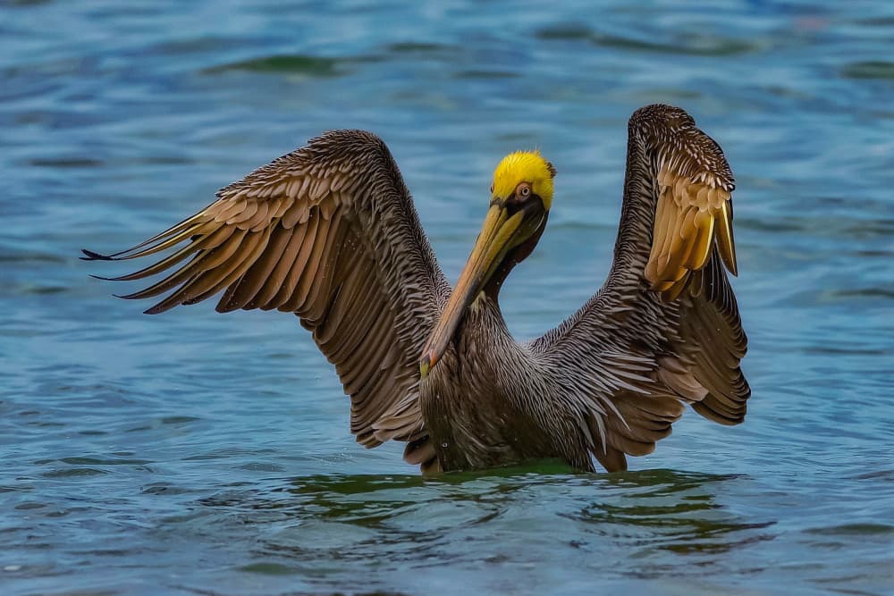 Golden Pelican Wings by David Manusevich — canvas wall art