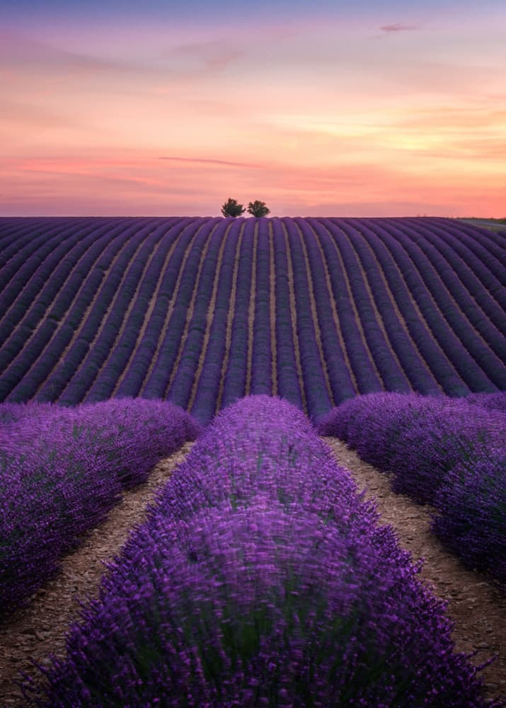 Lavender Sunset Serenity by Joško Šimic — canvas wall art