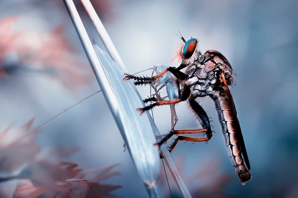 Blue-Eyed Predator by Fauzan Maududdin — canvas wall art