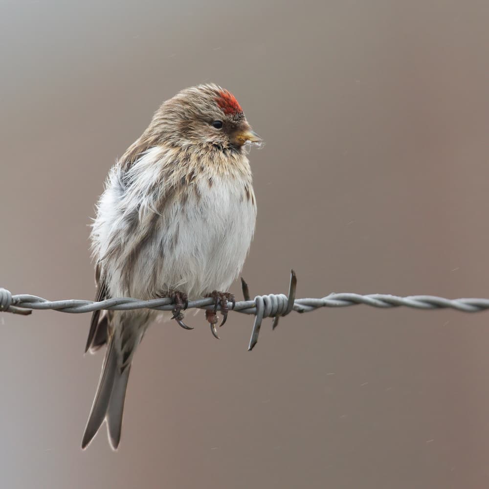 Redpoll on Barbed Wire by Annie Keizer — canvas wall art