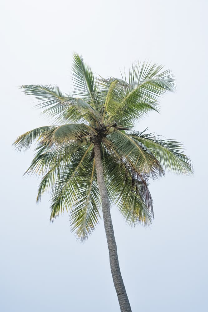 Tropical Coconut Palm by Photolovers — canvas wall art