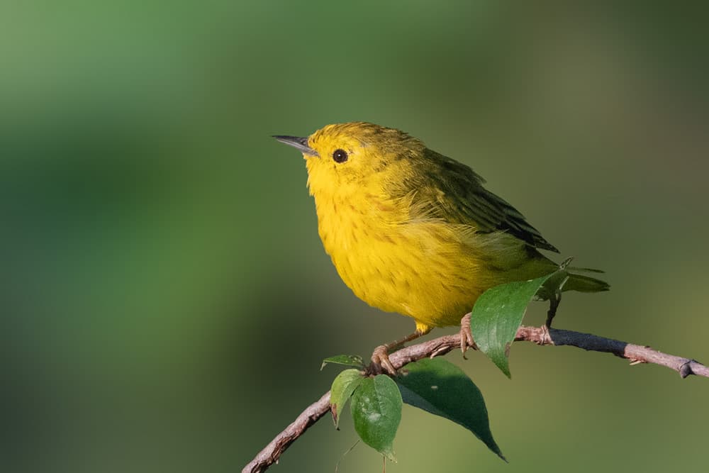 Vibrant Bird on Branch by Robert Zhang — canvas wall art