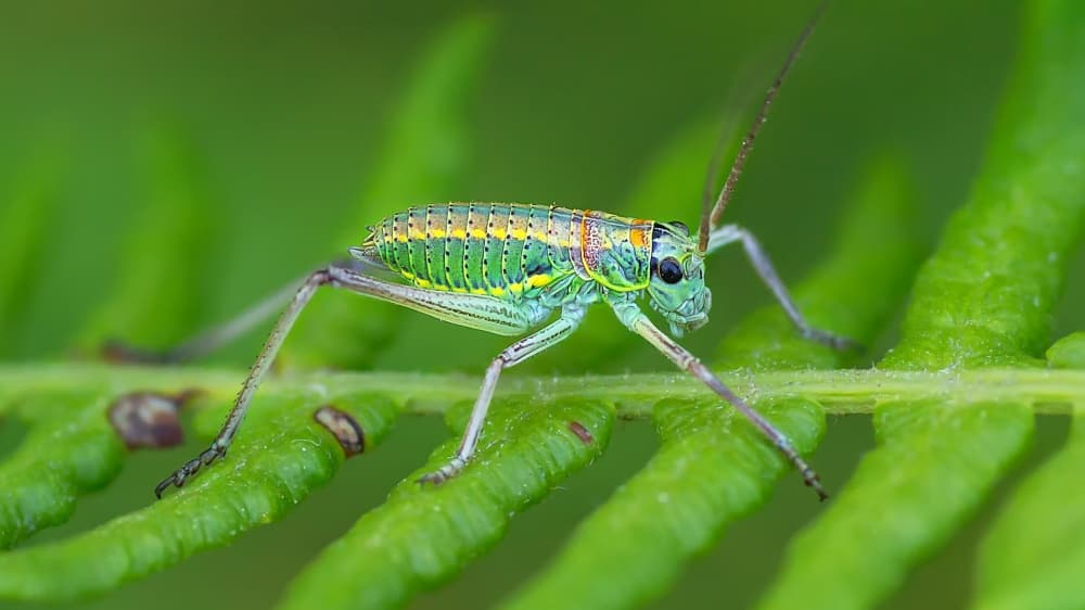 Vibrant Striped Insect by Rui Ribeiro — canvas wall art