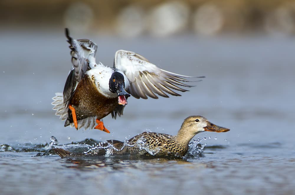 Flying Duck Drama by verdon — canvas wall art