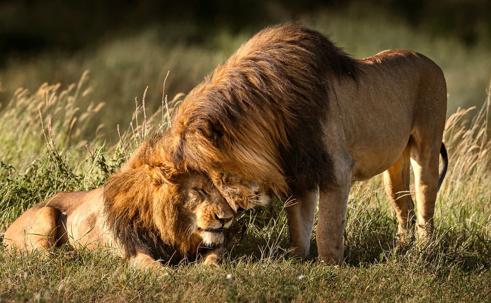 Lions' Gentle Embrace by Hung Tsui — canvas wall art