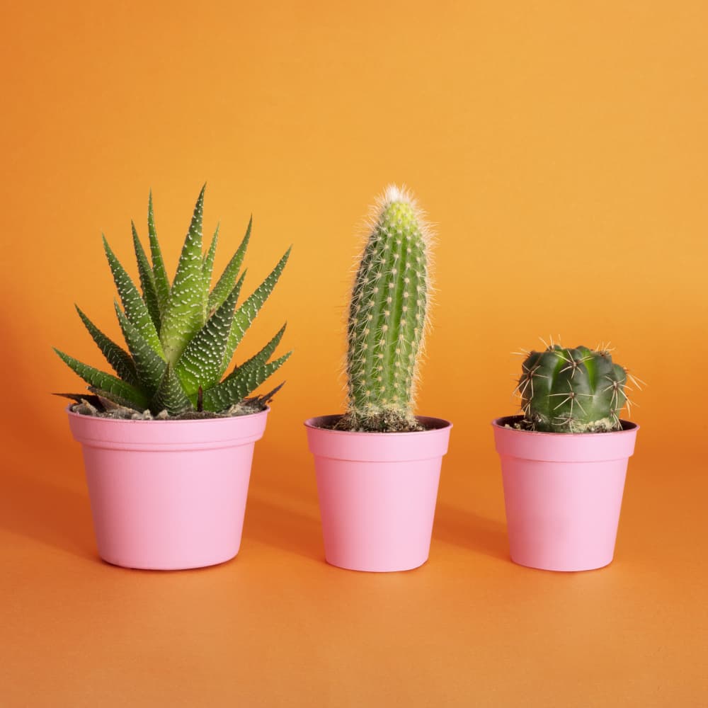 Colorful Desert Plants by Julia Ramiro — canvas wall art
