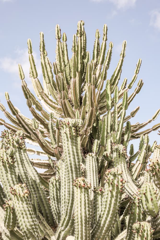 Cactus Symphony by Shot by Clint — canvas wall art