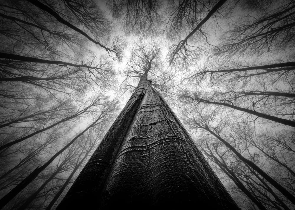 Monochrome Forest Giants by Tom Pavlasek — canvas wall art