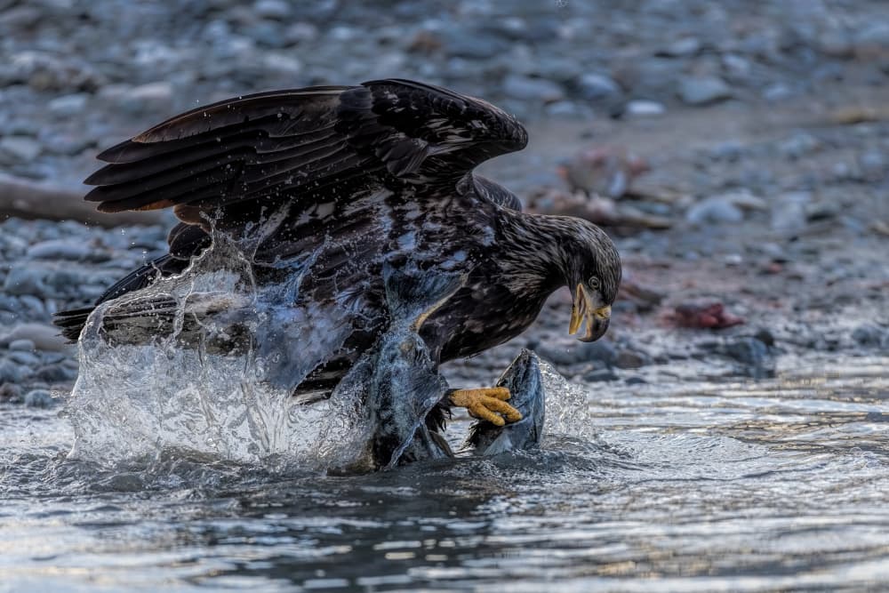 Eagle Fishing Splash by Jun Zuo — canvas wall art