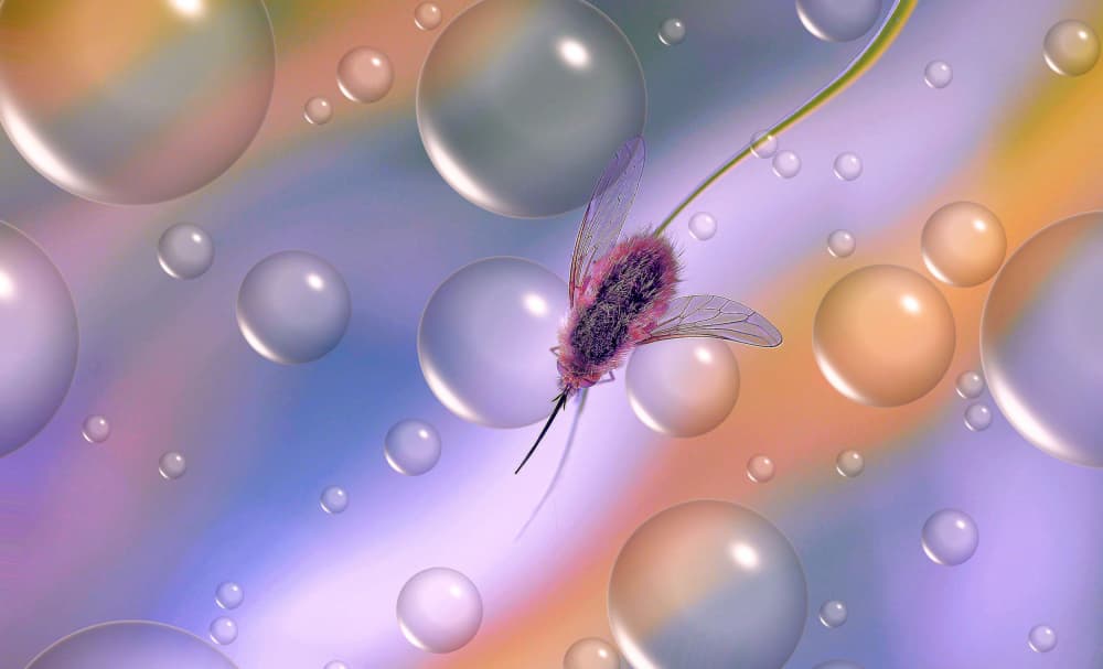 Pink Insect Bubble Dream by Thierry Dufour — canvas wall art