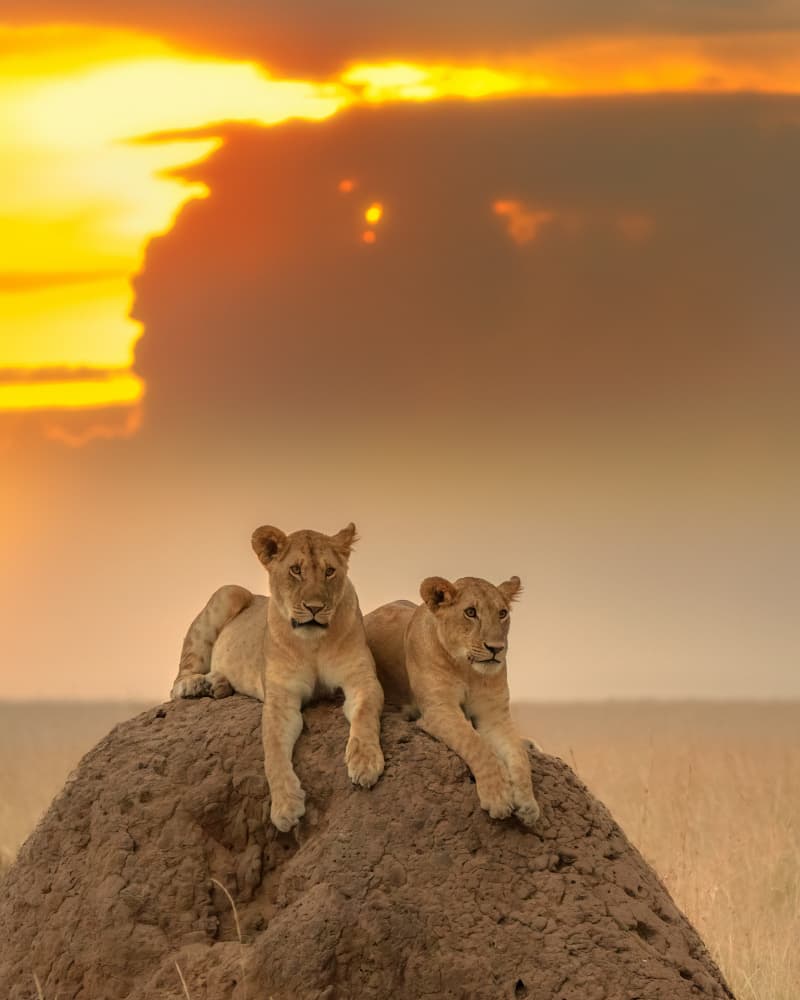 Lion Cubs at Sunset by Yuan Su — canvas wall art