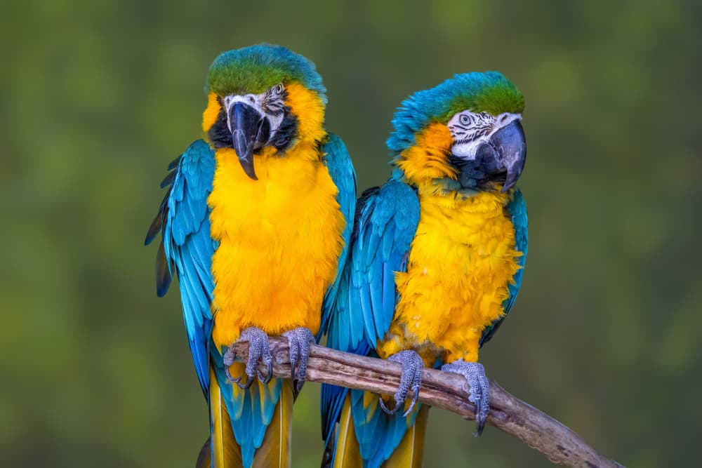 Tropical Macaw Pair by Mark Strom — canvas wall art